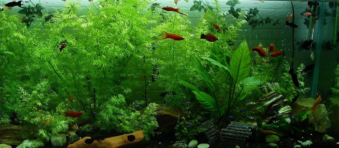 Aquarium mit grünem Boden