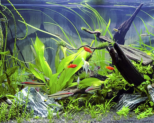 Die richtige Pflege der Unterwasserwelt