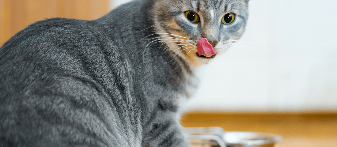 Graue Katze mit gestreiftem Fell sitzt vor einem Futternapf und leckt sich genüsslich mit der Zunge über das Maul