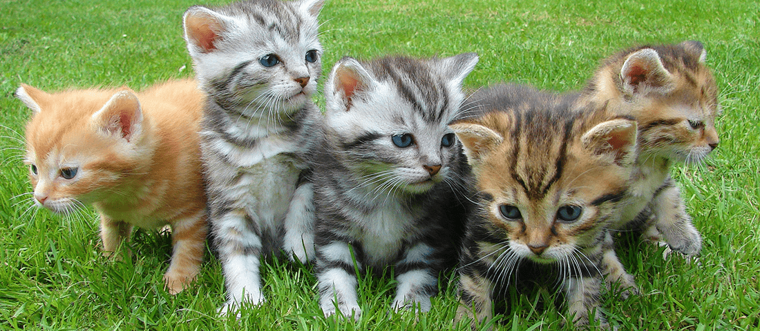 Unterschiedliche Katzenrassen auf einer Wiese
