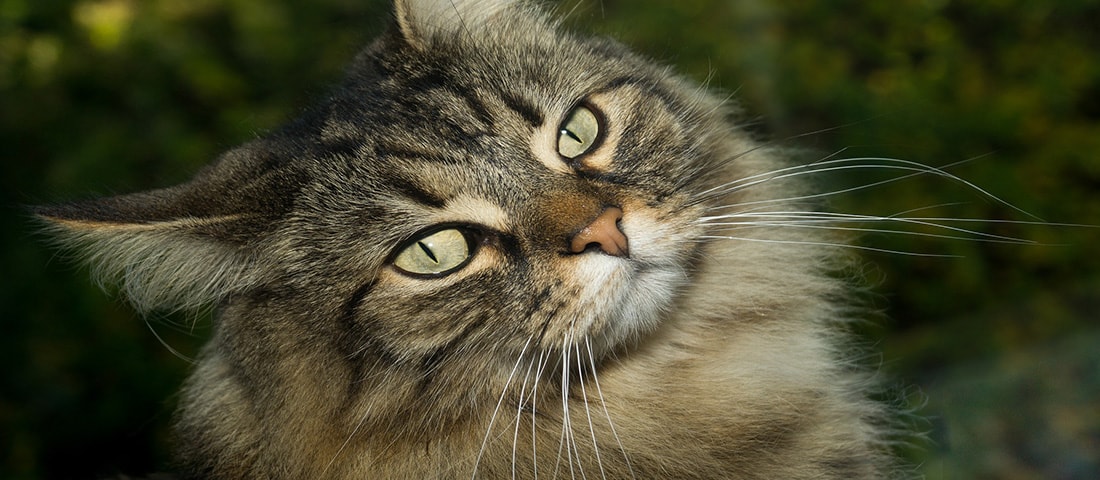 Norwegische Waldkatze im Dunkeln