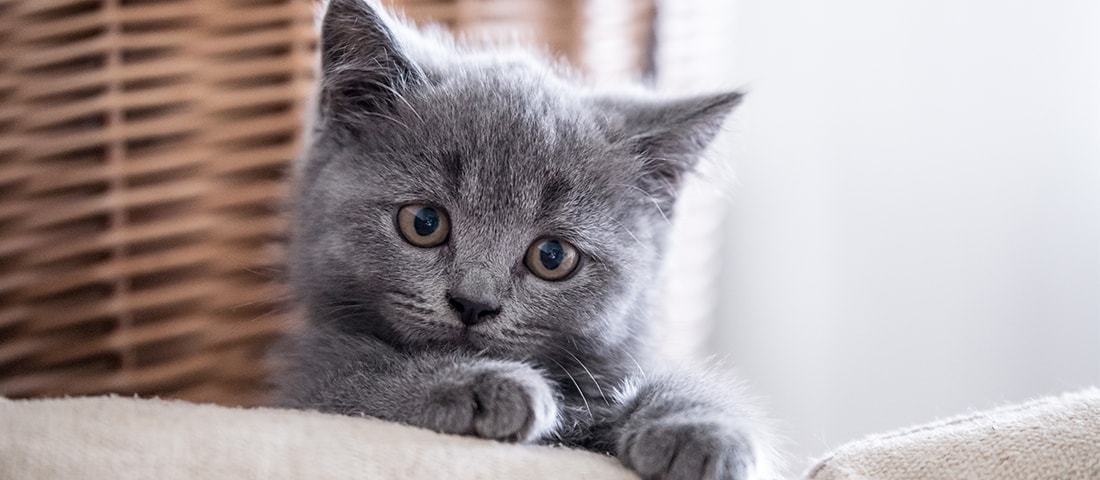 Ratgeber für Katzenbabys