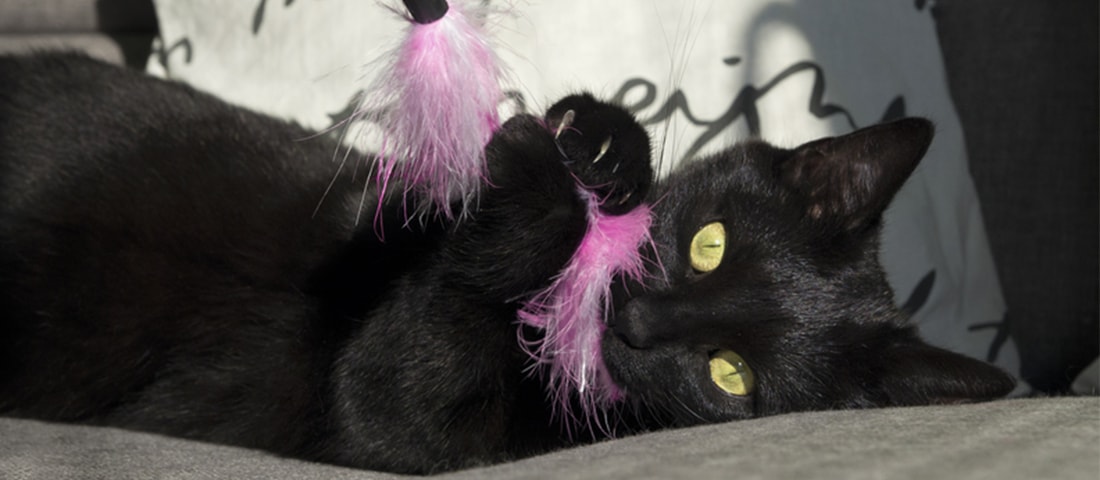 Schwarze Katze spielt neugierig mit pinkem Spielball – verspieltes Katzenverhalten