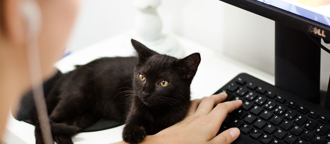 Schwarze Katze ruht in der Nähe eines Laptops, während im Hintergrund eine Frau zu sehen ist.