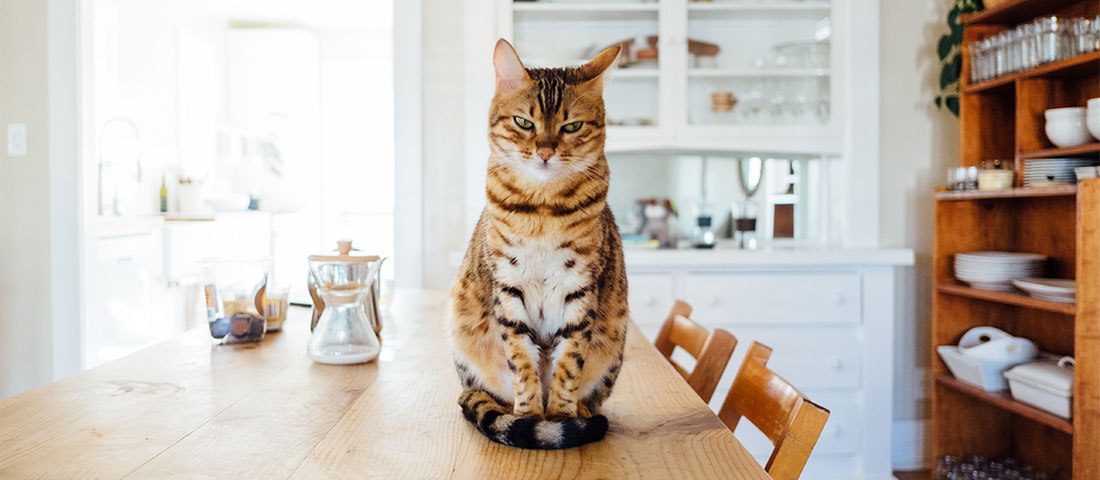 Braune Katze sitzt aufrecht am Esstisch