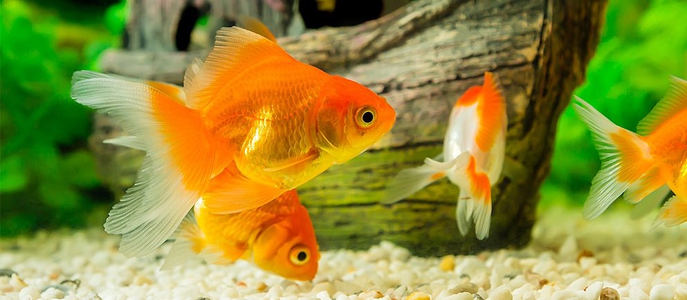 Eine Gruppe goldener Schleierschwanzfische mit ihren weit ausgebreiteten Flossen schwimmt über einem hellen Kiesgrund in einem Aquarium.