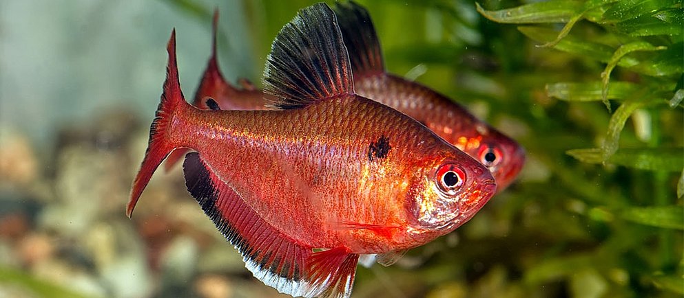 Eine Person setzt mit ihren Händen eine grüne Kunstpflanze in ein leeres Aquarium.