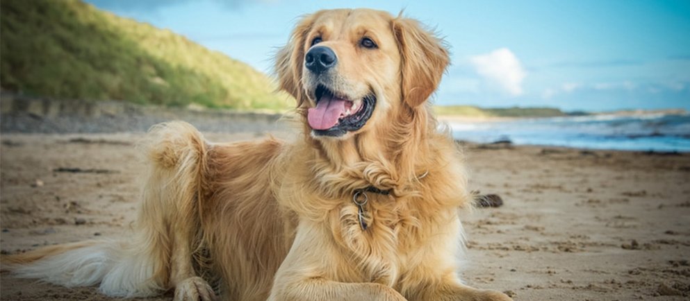 Golden Retriever sind bekannt für ihre offenherzige Art