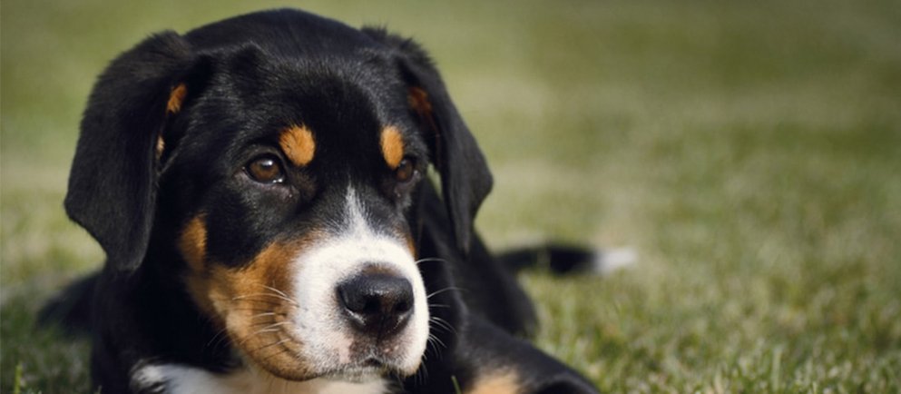 Alle Informationen zu Schweizer Sennenhunden