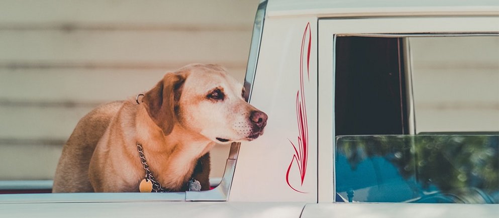 Sicherer Transport für Hunde während der Reise