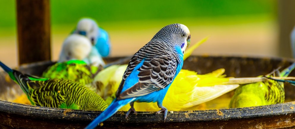 Wellensittiche bei der Fütterung