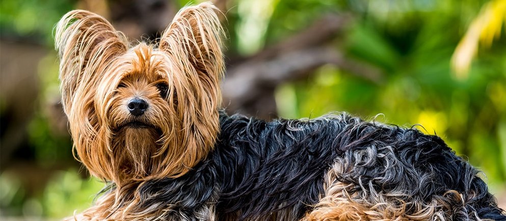 Alle Informationen zum Yorkshire-Terrier