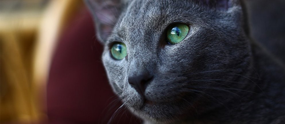 Russisch Blau Katze mit grünen Augen im Dunkeln
