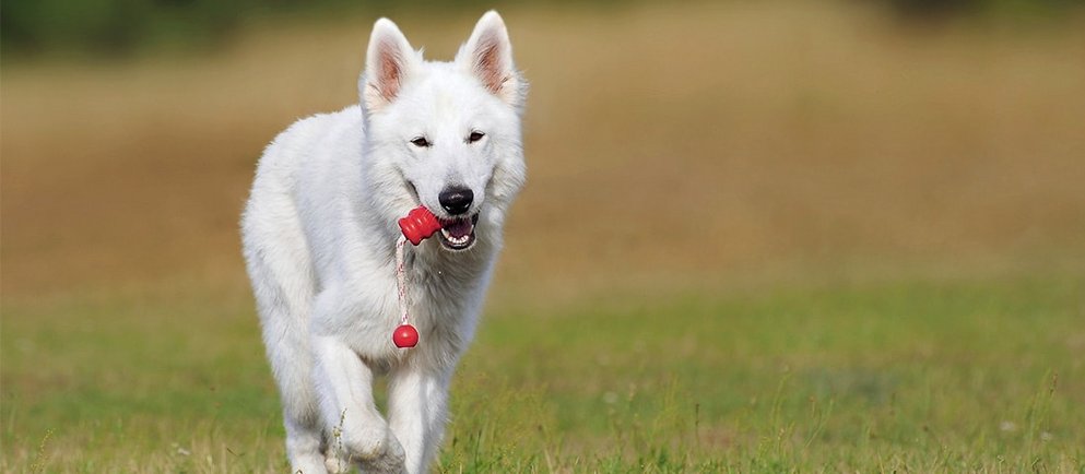 Jagdverhalten eines erwachsenen Hundes