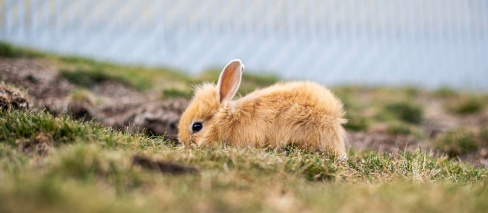 Ein Kaninchen im Außengehege