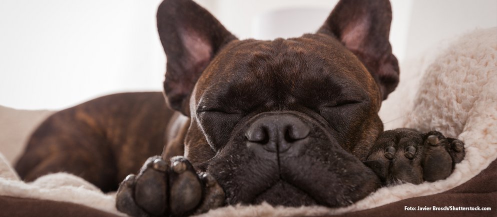 Rassemerkmale der Französischen Bulldogge