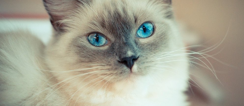 Die Ragdoll: Schmusetiger auf vier Pfoten