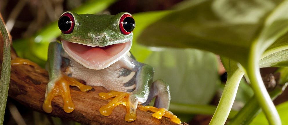 Ein üppig bepflanztes Süßwasseraquarium mit vielen kleinen, blau und rot leuchtenden Neonsalmlern, die zwischen den grünen Wasserpflanzen schwimmen.