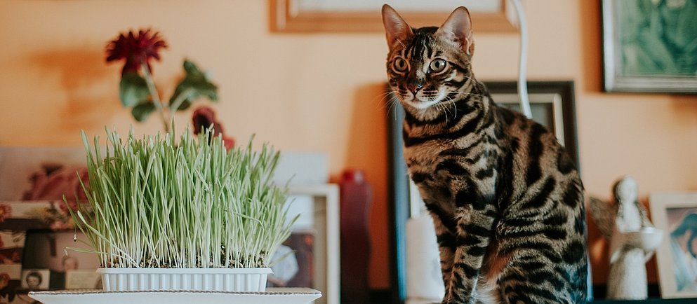 Bengalkatze im Wohnzimmer neben einer Pflanze