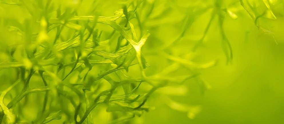 Eine Nahaufnahme von hellgrünen, feingliedrigen Wasserpflanzen, die einen verschwommenen Hintergrund bilden.