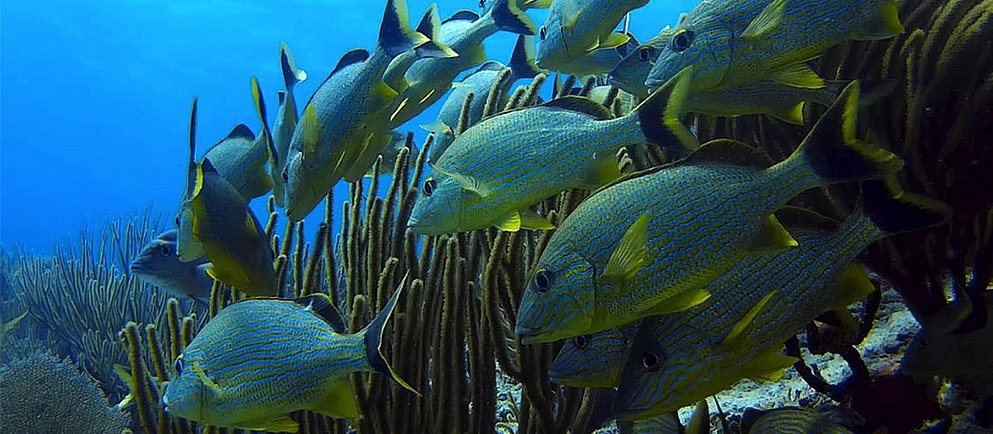 Eine Hand hält einen weißen Behälter über einem Aquarium mit einem bewachsenen Bodengrund und Gesteinsformationen.