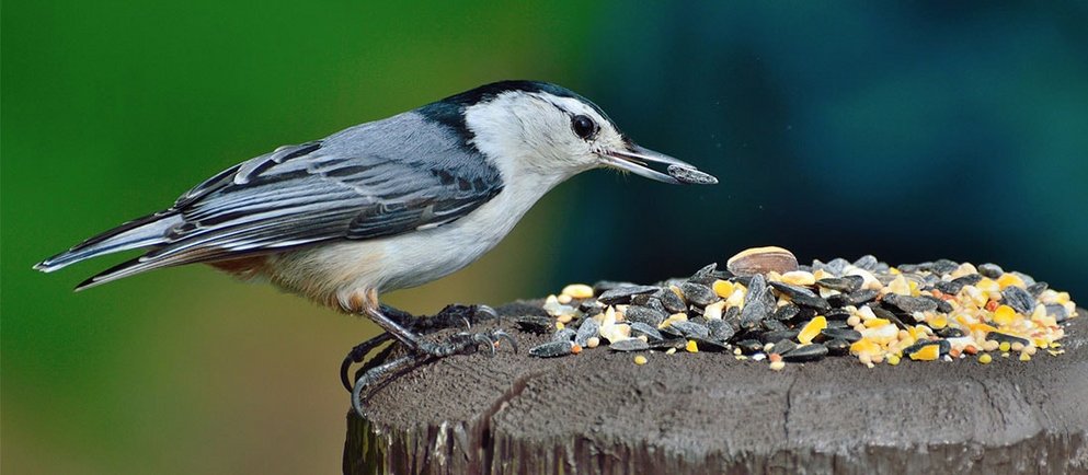 Ein Kleiber sitzt auf einem Baumstumpf und pickt Körner aus einer Mischung von Samen und Nüssen.
