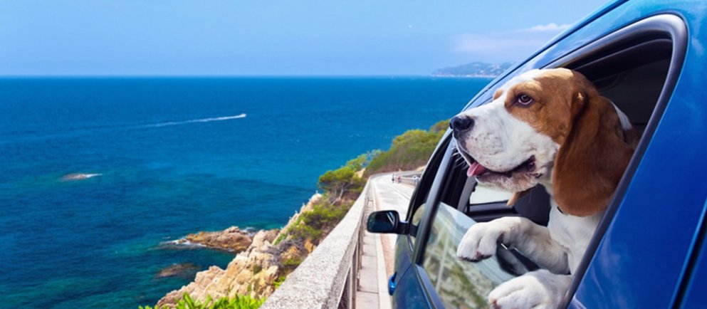 Ein fröhlicher Hund steckt den Kopf aus dem Fenster eines blauen Autos, das an einer Küstenstraße entlangfährt. Im Hintergrund sind das blaue Meer und ein klarer Himmel zu sehen
