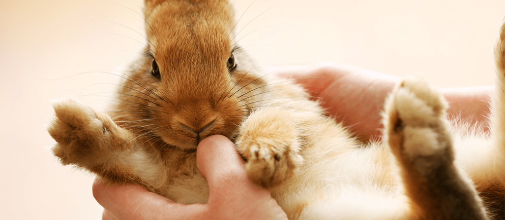Ein Hase in der Hand eines Menschen