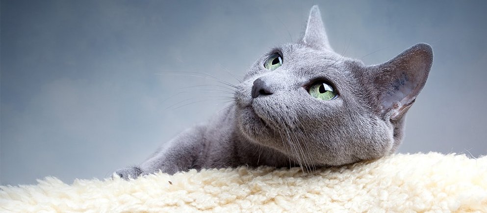 Britisch Kurzhaar (BKH) hat ihren Ursprung in Großbritannien. 