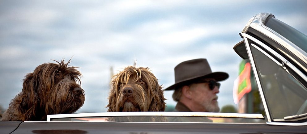 Zwei Hunde und ein Mann mit Hut sitzen gemeinsam in einem Cabrio