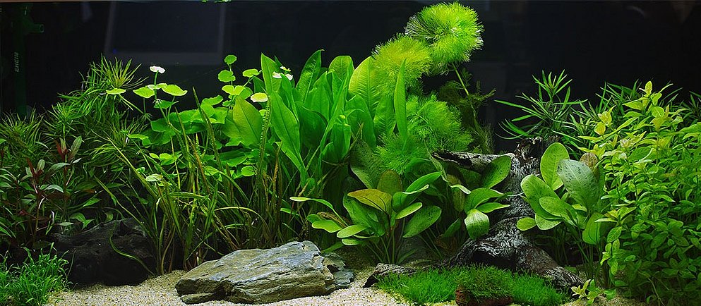 Ein rot gefleckter Goby (Grundel) schwimmt auf einem sandigen Untergrund, mit einem dunklen, stacheligen Seeigel im Hintergrund.