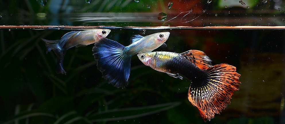 Ein Schwarm leuchtend roter Neonsalmler schwimmt zwischen Unterwasserpflanzen und Treibholz in einem Aquarium.