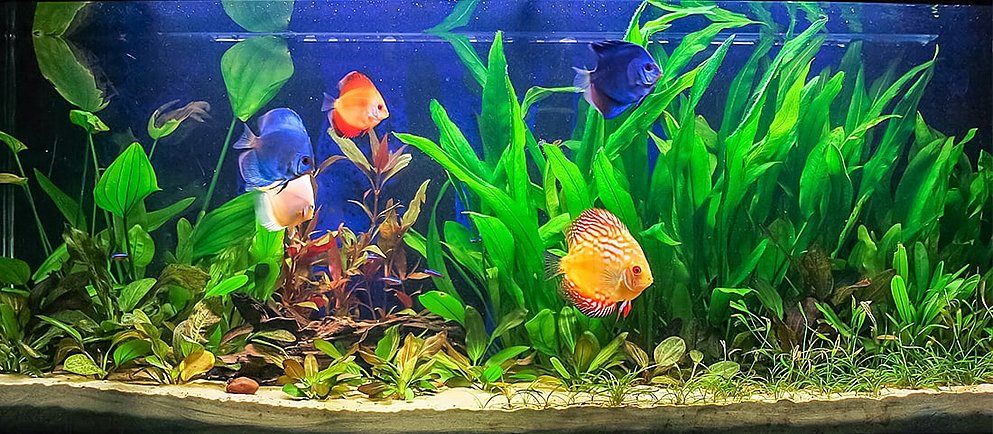 Ein Süßwasseraquarium mit mehreren bunten Diskusfischen, die zwischen hohen grünen Wasserpflanzen schwimmen.