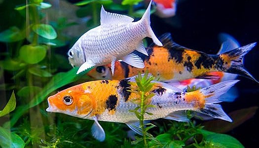Mehrere bunte Koi-Fische schwimmen zwischen grünen Wasserpflanzen in einem Aquarium, darunter ein orange-schwarz-weißer und ein weißer Fisch.