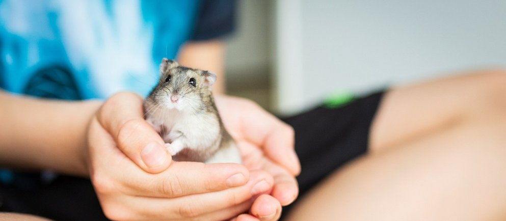 Grauer Hamster in menschlicher Hand