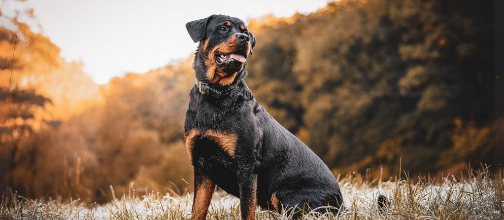 Der Rottweiler gehört zu den 10 anerkannten Diensthunde-Rassen