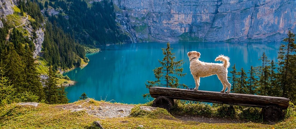 Ein weißer Hund steht auf einem Holzstamm vor einem türkisblauen Bergsee, umgeben von grünen Bäumen und felsigen Bergen im Hintergrund.
