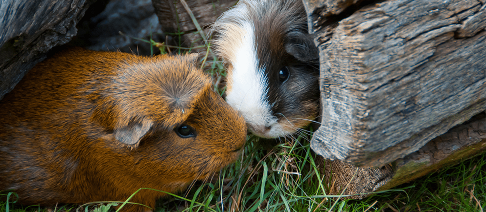 Meerschweinchen in einer Baumkrone