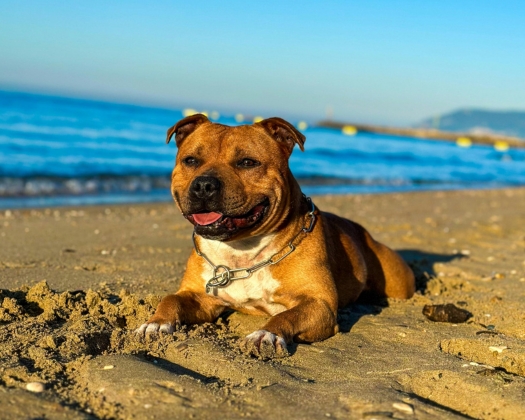 Ein braun weißer American Staffordshire Terrier liegt am Strand