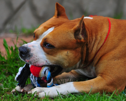 Ein braun weißer American Staffordshire Terrier kaut auf seinem Spielzeug