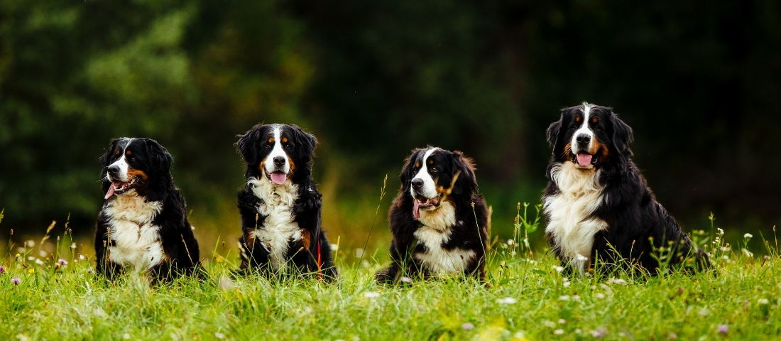 Berner Sennenhunde auf der Wiese