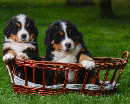 Zwei Berner Sennenhundewelpen im Körbchen