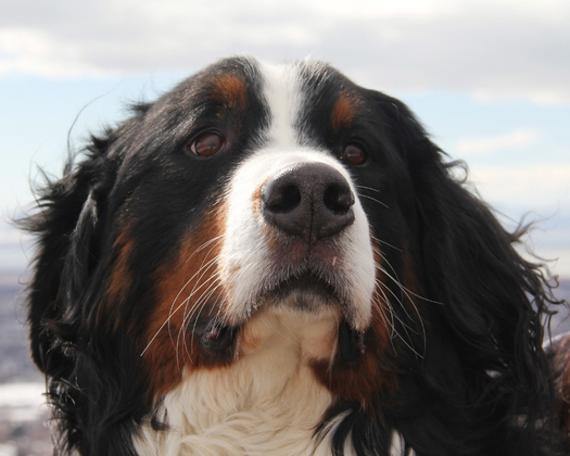 Berner Sennenhund Nahaufnahme