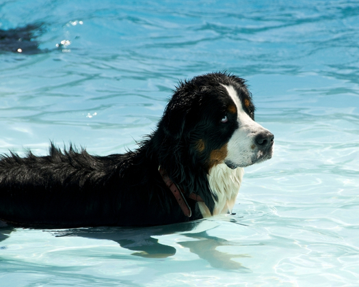 Berner Sennenhund im Wasser