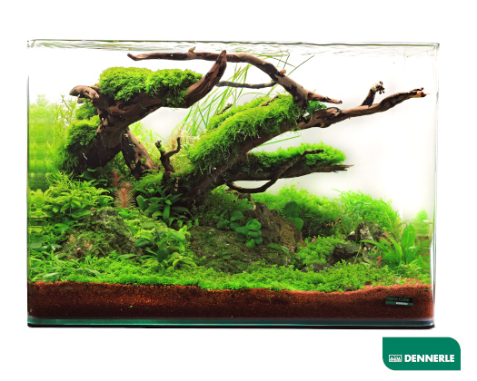 Aquascaping-Aquarium mit üppigem Grünbewuchs, Moosen und Holzdeko in natürlicher Landschaftsanordnung