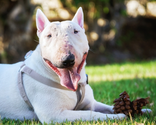 Weißer Bullterrier liegt auf einer Wiese