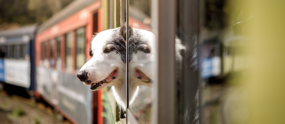 Ein Hund steckt den Kopf aus dem Fenster eines fahrenden Zuges.