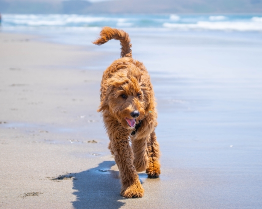 Ein Goldendoodle lauft über den Strand