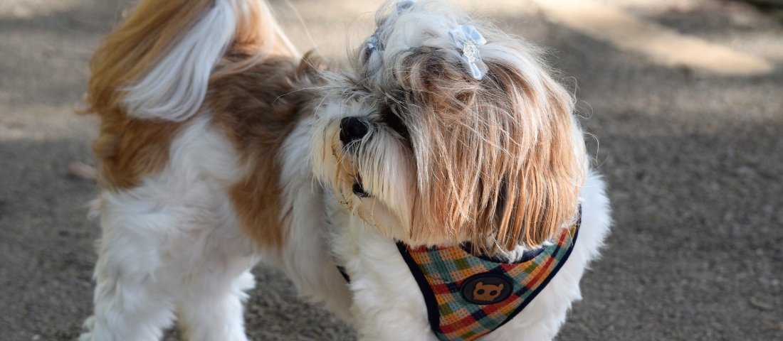Ein weiß brauner Havaneser steht auf der Straße