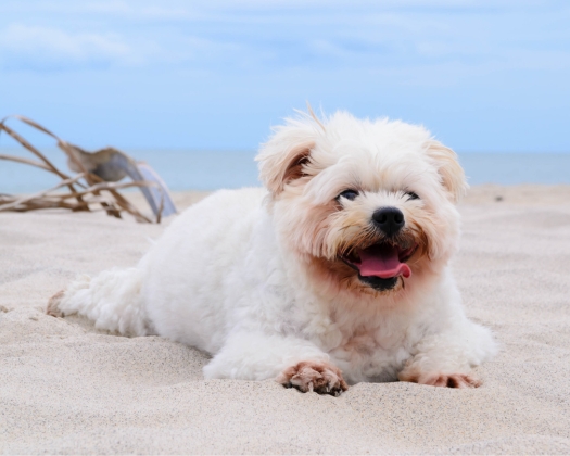 Ein Havaneser liegt im Sand am Strand